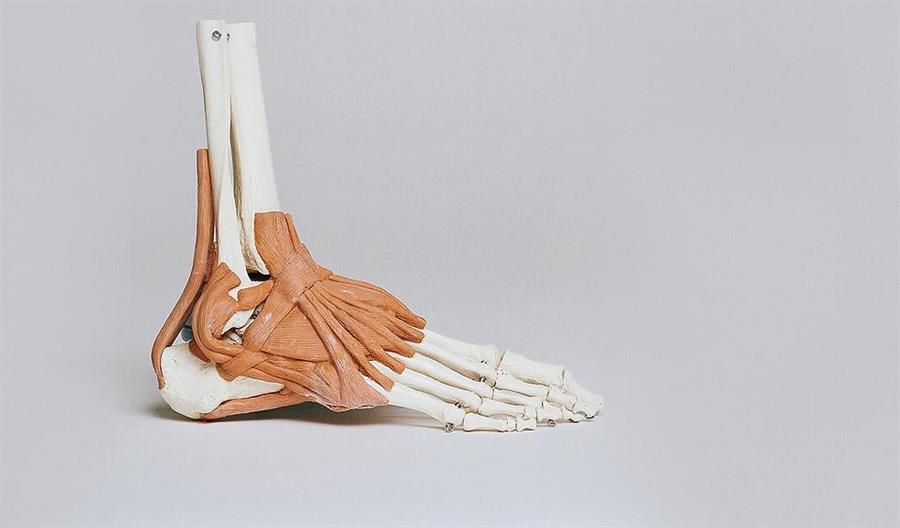 /Portals/0/NADevEventsImages/Ankle and Ligaments_500.jpg